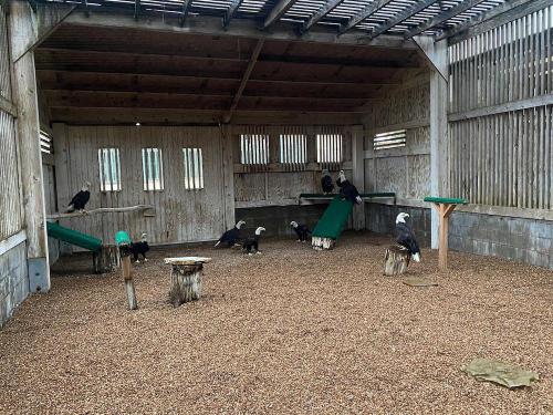 A spacious bird enclosure with several eagles perched on platforms and logs, surrounded by gravel flooring.