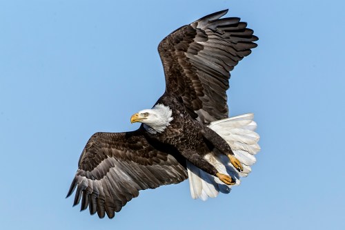 A bald eagle soaring gracefully against a clear blue sky, showcasing its impressive wingspan and distinctive white head.