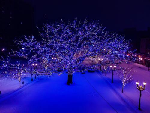 A large tree adorned with blue lights stands in a snowy park at night, surrounded by softly glowing street lamps.