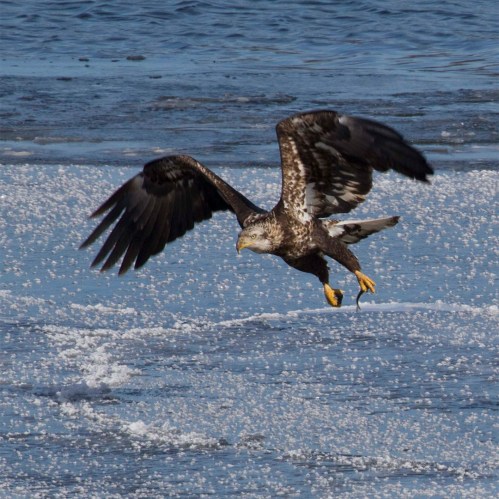A majestic eagle in flight over a frozen landscape, wings spread wide against a backdrop of ice and water.