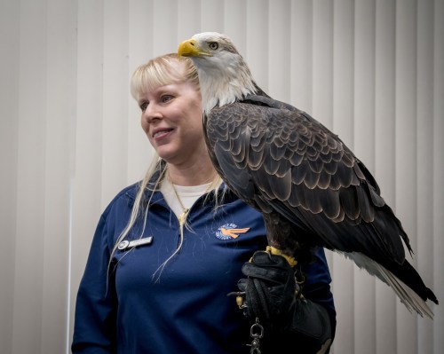 A woman in a blue jacket stands with a bald eagle perched on her gloved arm, smiling in front of vertical blinds.