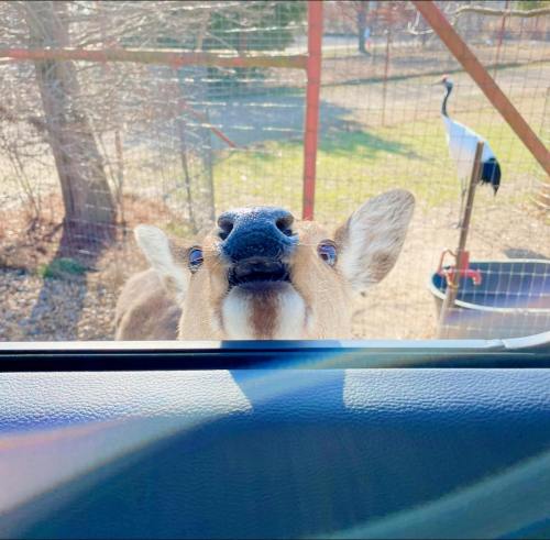 A curious deer leans into a car window, with a crane visible in the background.