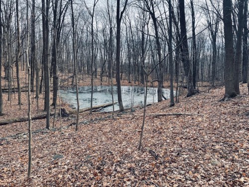 A serene forest scene with bare trees surrounding a small, frozen pond covered in fallen leaves.