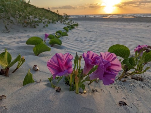 Purple flowers bloom on sandy beach dunes with a sunset and ocean in the background.