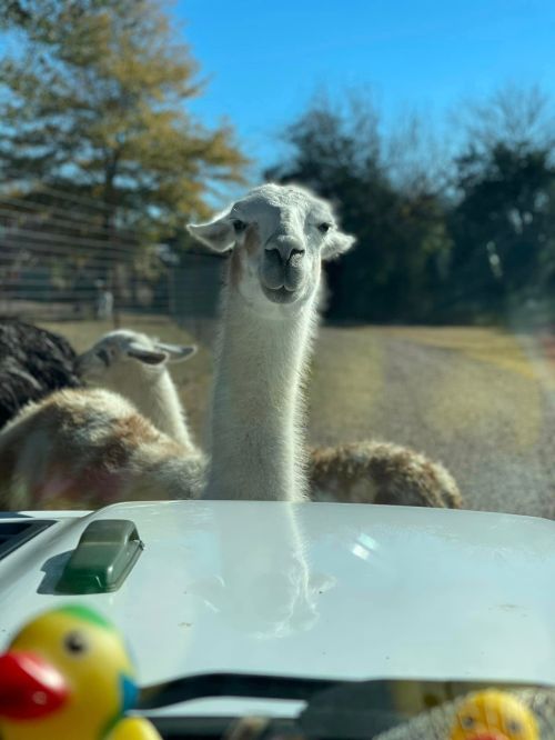 A curious llama peeks over a vehicle's hood, with another llama in the background and a rubber duck on the dashboard.