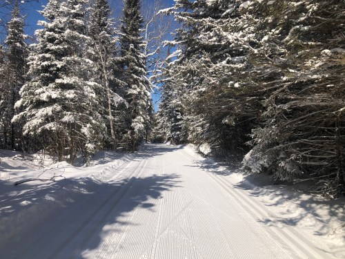A snow-covered path winds through a forest of tall, snow-dusted trees under a clear blue sky.