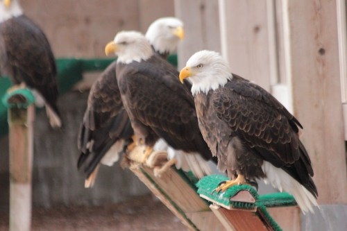 Three bald eagles perched on a wooden railing, showcasing their distinctive white heads and dark brown bodies.