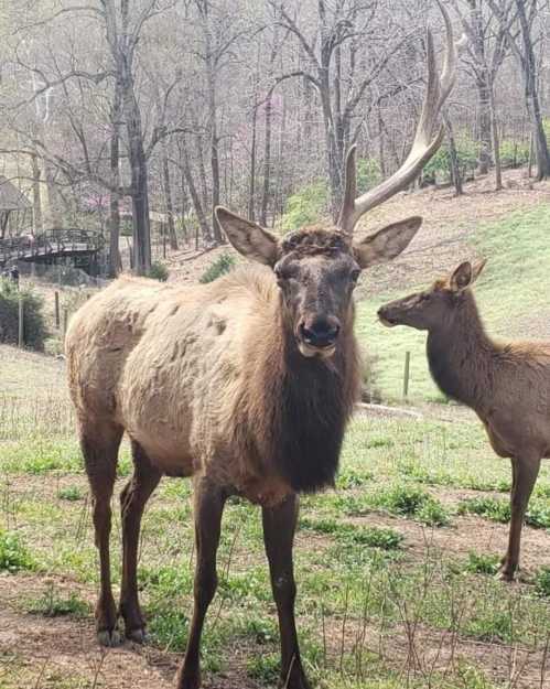 A male elk stands in a grassy area, with a female elk nearby, surrounded by trees and a wooden structure in the background.