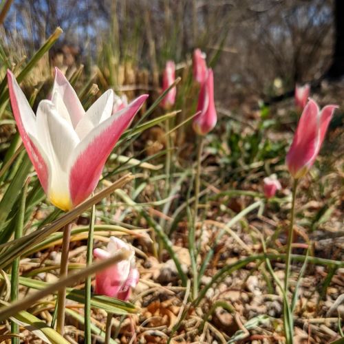 A cluster of pink and white tulips blooming among green grass and soil.