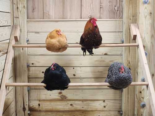 Four chickens perched on wooden bars inside a rustic coop, each with distinct feather patterns and colors.