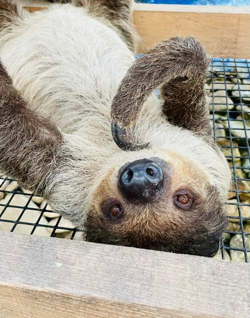 A sloth lying on its back, looking up with a relaxed expression and curled claws, resting on a wooden surface.