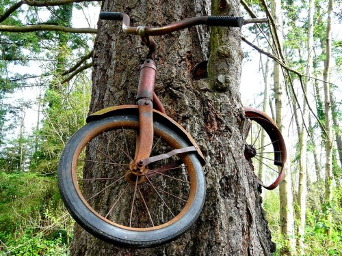 A rusty bicycle is wedged against a tree trunk in a forest, with one wheel hanging off the side.