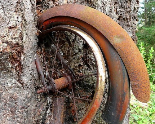 A rusty bicycle wheel partially embedded in the bark of a tree, surrounded by greenery.