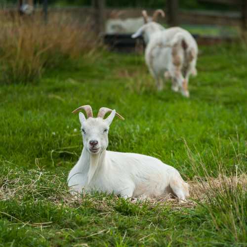 A white goat with small horns lies on green grass, while another goat grazes in the background.