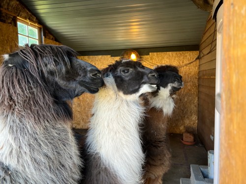 Three llamas with varying fur colors and textures are standing close together inside a wooden shelter.