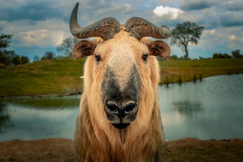 A close-up of a ram with large horns, standing near a pond with green fields and trees in the background.