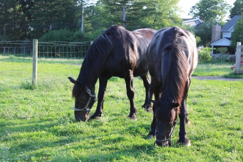 Two horses grazing on green grass in a sunny field, surrounded by trees and a fence.