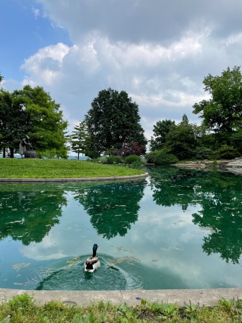 A serene pond with a duck swimming, surrounded by lush greenery and reflecting clouds in the water.