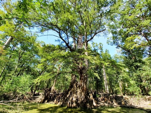 A tall, lush tree stands in a vibrant green forest, surrounded by water and sunlight filtering through the leaves.