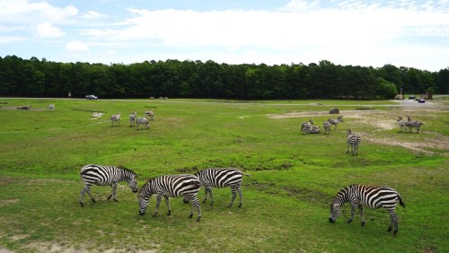 A herd of zebras grazing on green grass with trees and a road in the background under a blue sky.