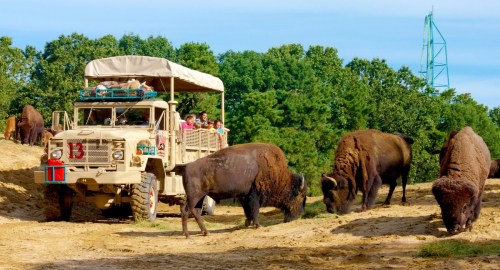 A safari vehicle with passengers drives through a field of grazing bison under a clear blue sky.