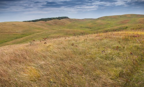Rolling hills covered in tall grass under a cloudy sky, with a distant tree line on the horizon.