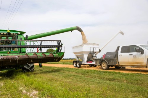 A combine harvester unloads grain into a trailer attached to a pickup truck on a dirt road in a field.