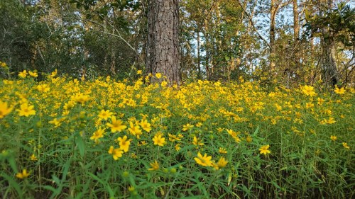 A vibrant field of yellow wildflowers in a wooded area, with trees in the background and sunlight filtering through.