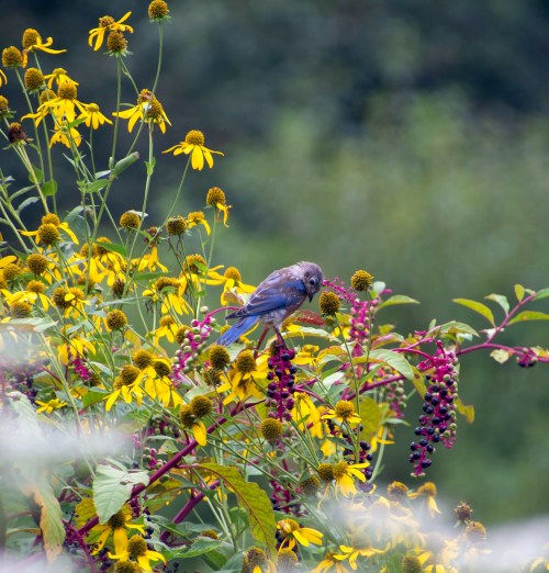 A bluebird perched on vibrant yellow and purple flowers in a lush garden setting.