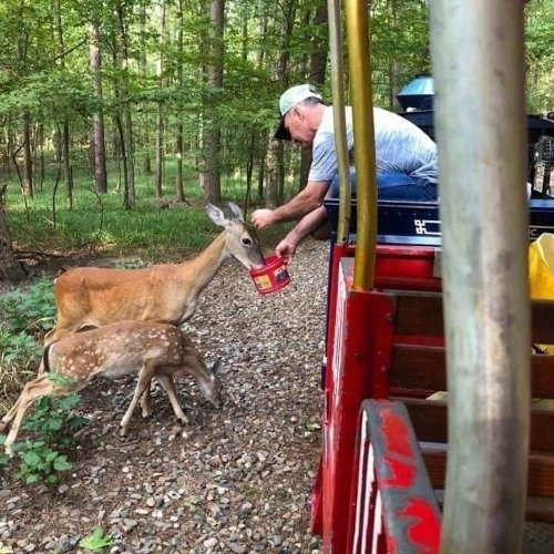 A man feeds a deer and her fawn while standing next to a red vehicle in a wooded area.