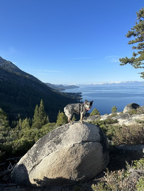 A dog stands on a large rock overlooking a serene lake surrounded by mountains and trees under a clear blue sky.