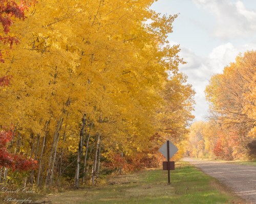 A scenic road lined with vibrant yellow and orange trees under a partly cloudy sky.