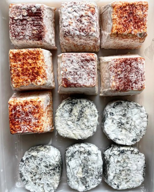 A tray of assorted cheeses: square blocks with a reddish crust and round cheeses with a white and gray rind.