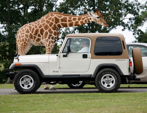 A giraffe leans over a white Jeep parked on grass, with trees in the background.