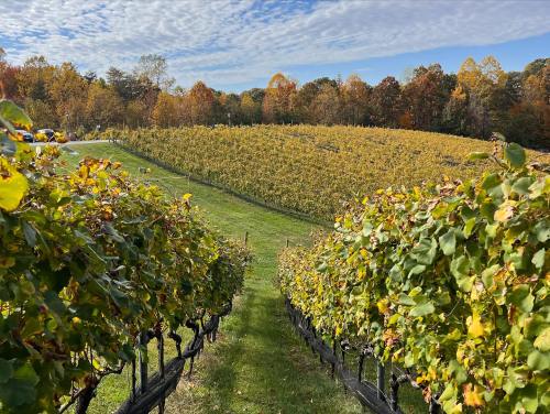 A scenic vineyard with rows of grapevines, surrounded by autumn foliage and a blue sky with scattered clouds.