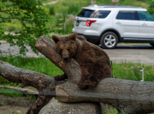 A brown bear rests on a log, with a car parked in the background and greenery surrounding the scene.