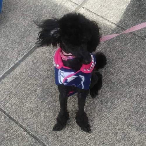 A black poodle wearing a pink and blue sweater with embellishments, sitting on a sidewalk with a leash attached.
