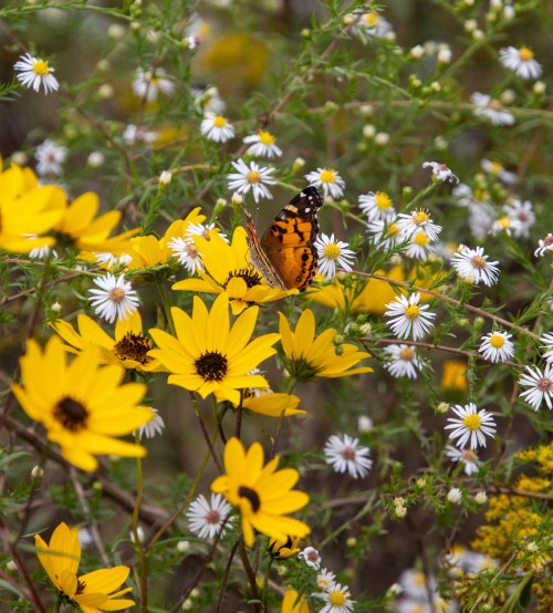 A butterfly perched on vibrant yellow flowers among a backdrop of white daisies in a lush garden.