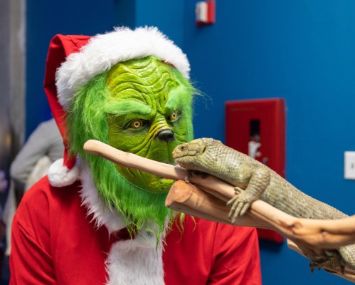 A person in a Santa costume and Grinch mask interacts with a lizard on a branch against a blue background.