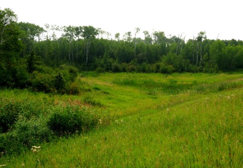 Lush green landscape with tall grasses and trees, creating a serene natural setting under a cloudy sky.