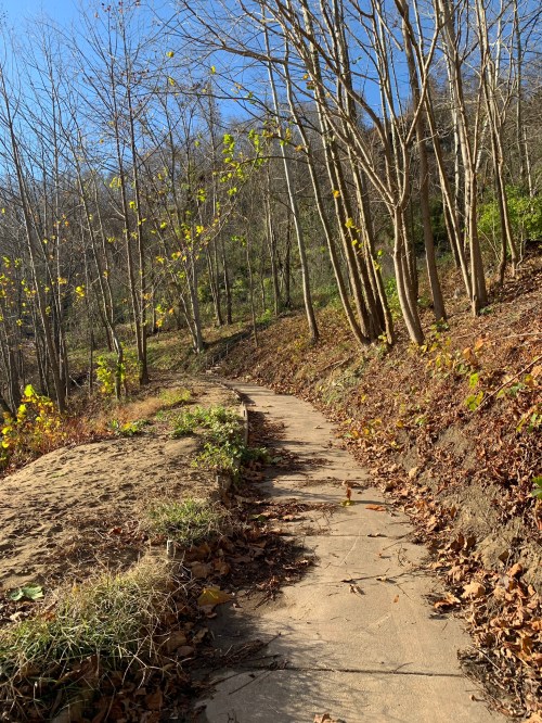 A winding path through a forest with bare trees and scattered autumn leaves under a clear blue sky.