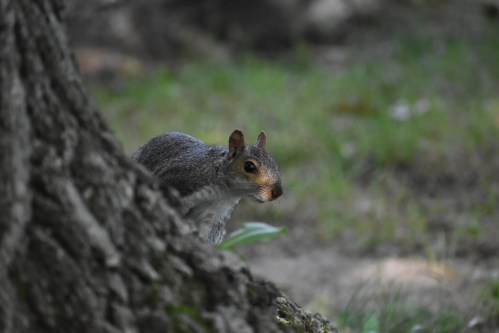 A gray squirrel peeks around the base of a tree in a grassy area.