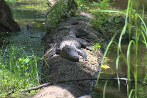 An alligator sunbathing on a log in a lush, green swamp surrounded by water and vegetation.