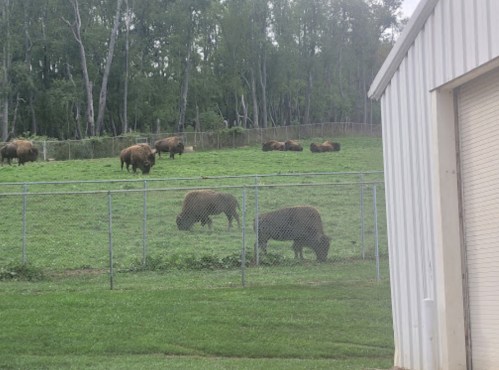 A fenced area with several bison grazing on green grass, surrounded by trees and a building in the foreground.