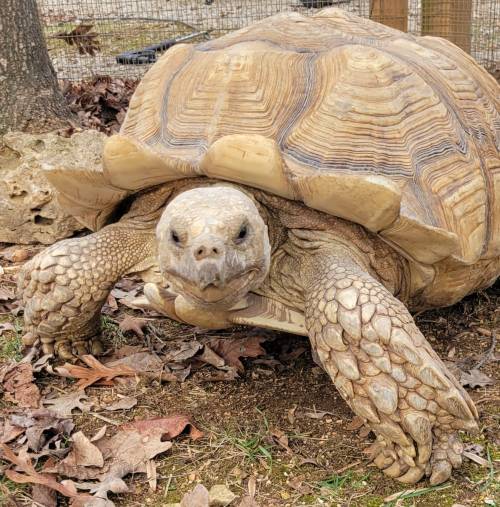 A large tortoise with a textured shell crawls on the ground among fallen leaves and grass.