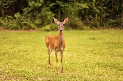 A deer stands in a grassy area, surrounded by trees and greenery, looking directly at the camera.