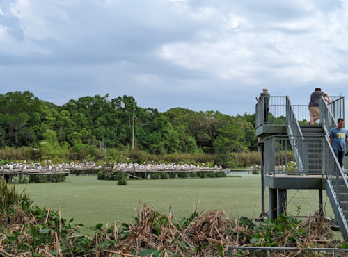 A viewing platform overlooks a wetland filled with greenery and birds, with people standing on the stairs.