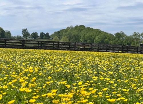 A vibrant field of yellow flowers stretches across the foreground, with green trees and a wooden fence in the background.