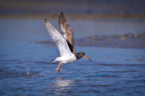 A bird with black and white feathers takes flight over a calm blue water surface.