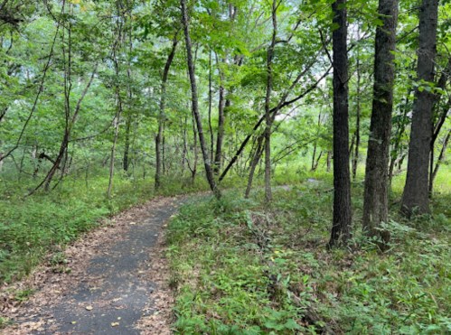 A winding path through a lush green forest with trees and scattered leaves on the ground.